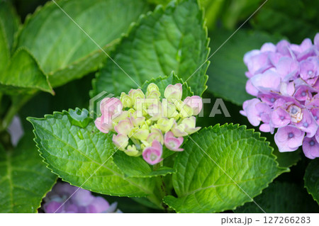 梅雨の晴れ間に咲く自宅の庭に咲き始めた紫とピンクの紫陽花 梅雨の晴れ間に咲く自宅の庭に咲き始めた紫とピンクの紫陽花 127266283