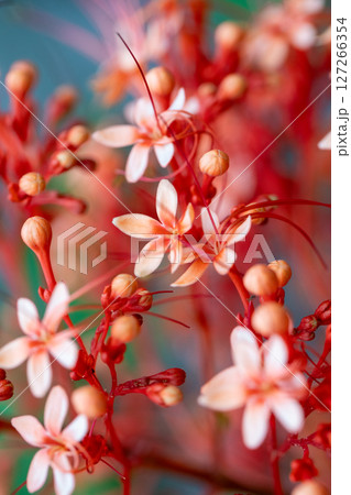 Soft red and white tropical blossoms with buds, abstract floral art. Closeup of Clerodendrum paniculatum Soft red and white tropical blossoms with buds, abstract floral art. Closeup of Clerodendrum paniculatum 127266354