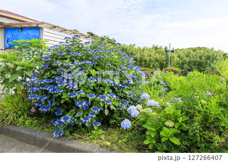 梅雨の城ヶ島 梅雨の城ヶ島 127266407