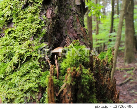 きのこのかくれんぼ 127266496