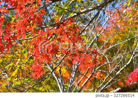 紅葉 紅葉 127266514