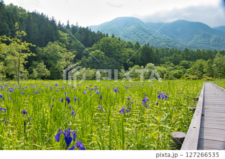 新緑とカキツバタが美しい親海湿原　長野県白馬村 127266535