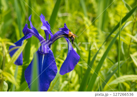 親海湿原のカキツバタの蜜を吸うマルハナバチ 長野県白馬村 親海湿原のカキツバタの蜜を吸うマルハナバチ 長野県白馬村 127266536