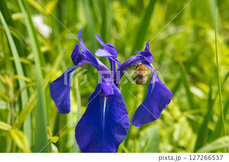 親海湿原のカキツバタの蜜を吸うマルハナバチ　長野県白馬村 127266537