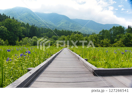 新緑と花々が美しい親海湿原 長野県白馬村 新緑と花々が美しい親海湿原 長野県白馬村 127266541