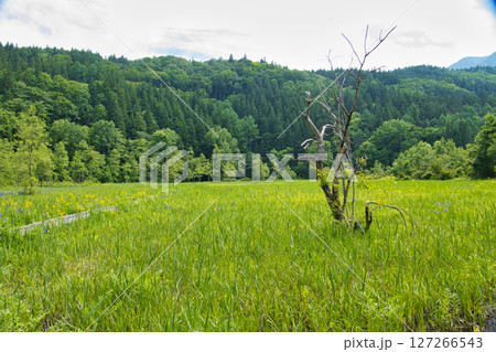 新緑と花々が美しい親海湿原　長野県白馬村 127266543