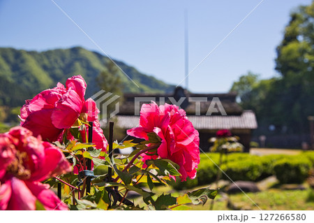 牡丹の花がきれいな万葉の里　味真野苑 127266580