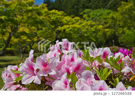 牡丹の花がきれいな万葉の里 味真野苑 牡丹の花がきれいな万葉の里 味真野苑 127266588