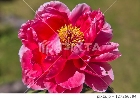 牡丹の花がきれいな万葉の里　味真野苑 127266594