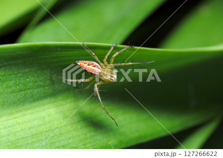アガパンサスの葉上に赤白緑色のササグモ（自然環境下ストロボマクロ撮影） 127266622
