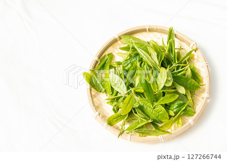 初夏に芽吹いて初摘みされた茶葉の新芽 初夏に芽吹いて初摘みされた茶葉の新芽 127266744