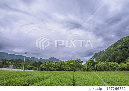 清川村の茶畑の風景写真 清川村の茶畑の風景写真 127266752