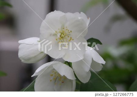 春の庭に咲く白い可憐なバイカウツギの花 春の庭に咲く白い可憐なバイカウツギの花 127266775