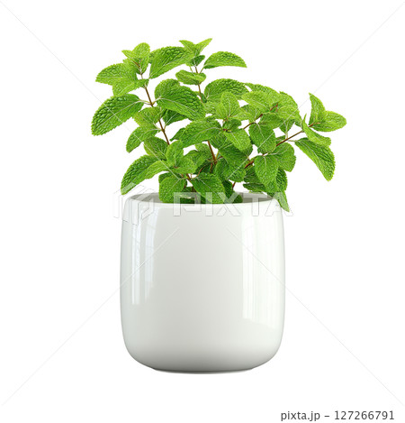 Mint plant in a white pot on transparent background. AI-generated item 127266791