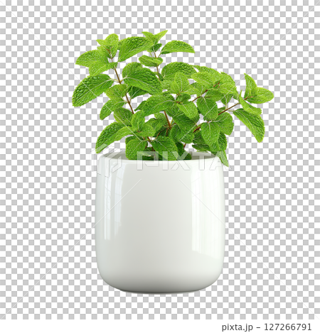 Mint plant in a white pot on transparent background. AI-generated item 127266791
