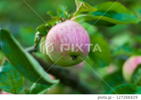 Close-Up of a Ripe Pink Apple on a Tree Branch Close-Up of a Ripe Pink Apple on a Tree Branch 127266829