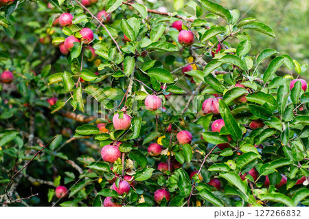 Abundant Apple Tree Branches with Ripe Red Fruit Abundant Apple Tree Branches with Ripe Red Fruit 127266832