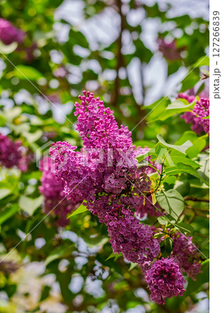 Sunlit lilac flowers blooming on branch with fresh green leaves 127266839