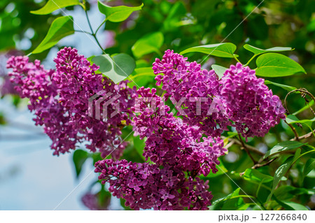 Closeup of lilac flower clusters in full bloom with green leaves 127266840