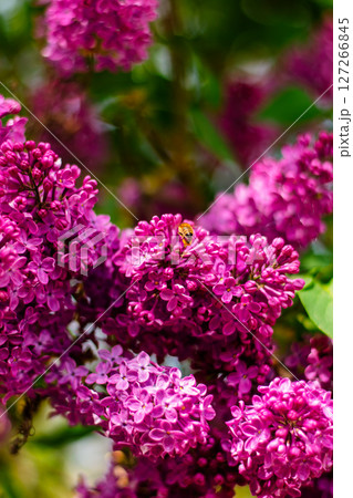 Honey bee on vibrant lilac flowers in spring garden 127266845