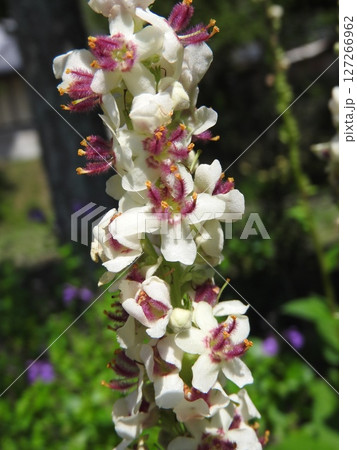 ヨーロッパ、北アフリカ等原産の帰化植物「シロバナモウズイカ」の花 127266962