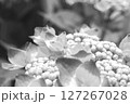 アジサイ　グレースケール 127267028