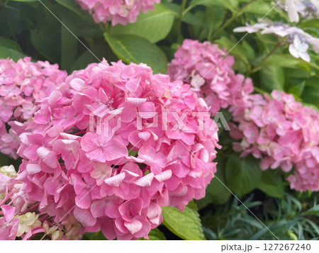 鮮やかなピンク色のアジサイが緑の葉 | 季節のカードや花をテーマにしたデザイン、ガーデンイメージに 127267240