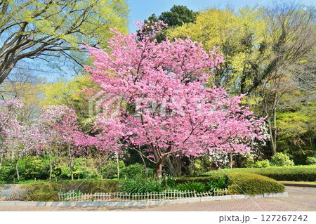満開のミヤビ（雅）桜 127267242