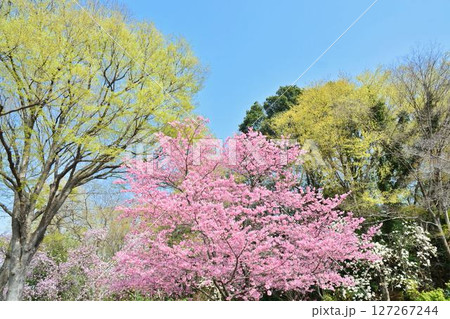 満開のミヤビ(雅)桜 満開のミヤビ(雅)桜 127267244