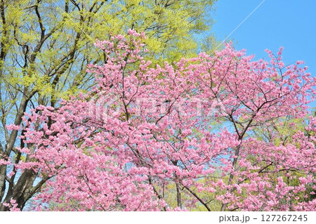 満開のミヤビ（雅）桜 127267245
