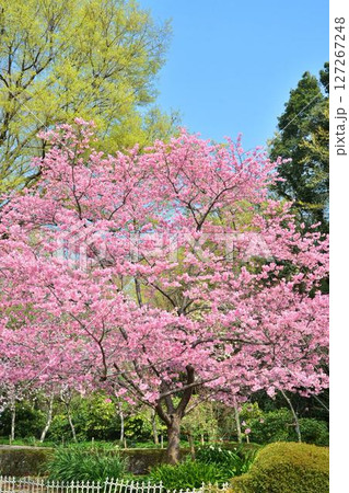 満開のミヤビ（雅）桜 127267248