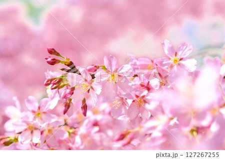 満開のミヤビ（雅）桜 127267255