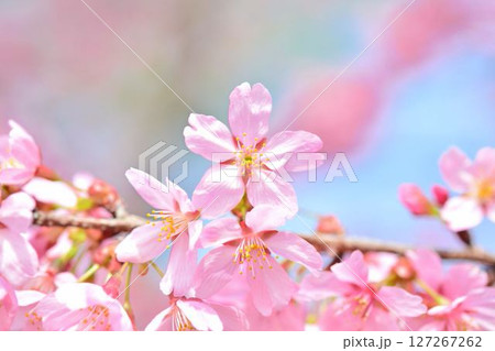 満開のミヤビ（雅）桜 127267262