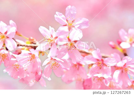 満開のミヤビ（雅）桜 127267263