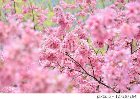 満開のミヤビ（雅）桜 127267264