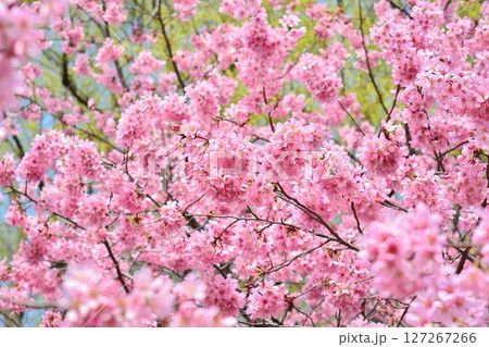 満開のミヤビ(雅)桜 満開のミヤビ(雅)桜 127267266