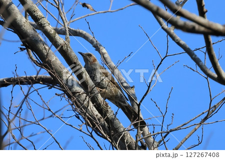 ヒレンジャク ヒレンジャク 127267408