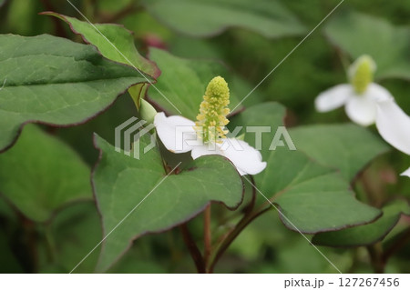 春の野原に咲く白い総苞に黄色の小花を持つドクダミの花 127267456