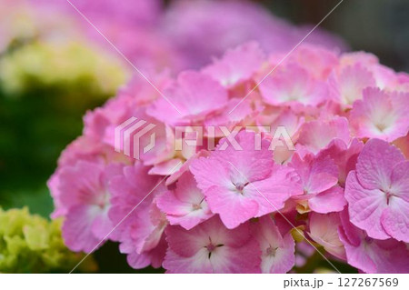 アジサイ 127267569