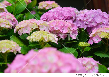 アジサイ 127267570