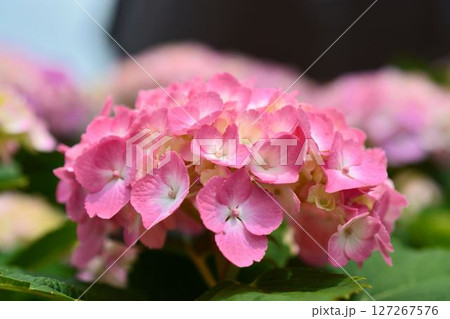 アジサイ 127267576