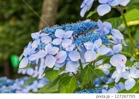 東京都文京区　白山神社（はくさんじんじゃ）　白山浅間神社のおやま　文京あじさいまつり 127267705