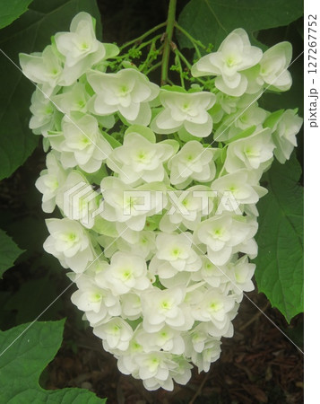 カシワバアジサイ 127267752