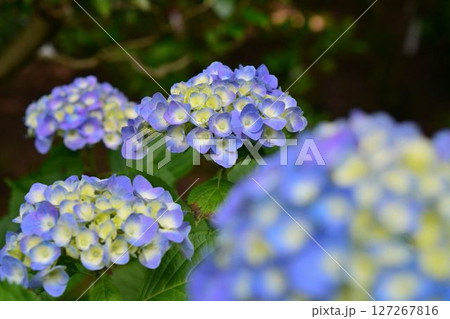アジサイ 127267816