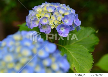 アジサイ アジサイ 127267830