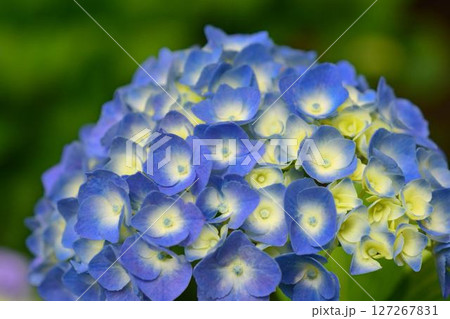 アジサイ 127267831