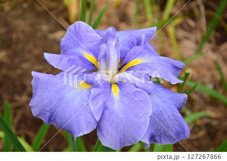 青い花菖蒲 127267866