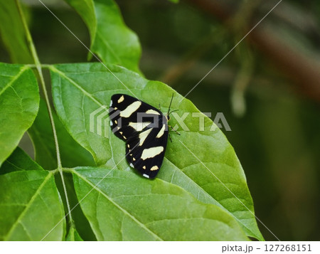 キンモンガ 127268151