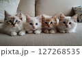 Four Adorable Kittens Sitting Together on a Cozy Sofa 127268535