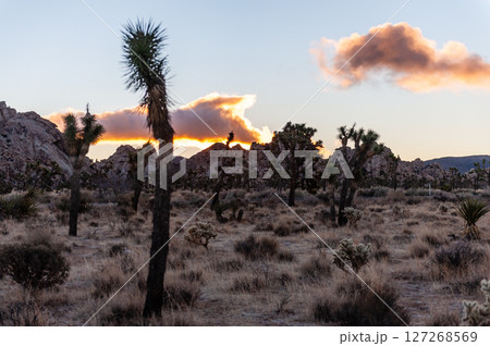 Sunrise in Joshua Tree 127268569